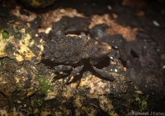 Poropterus variabilis