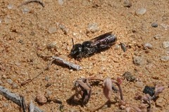 Protosmia rubifloris