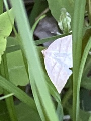 Petrophora subaequaria