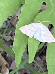 Petrophora subaequaria
