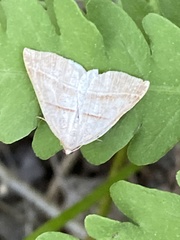 Petrophora subaequaria