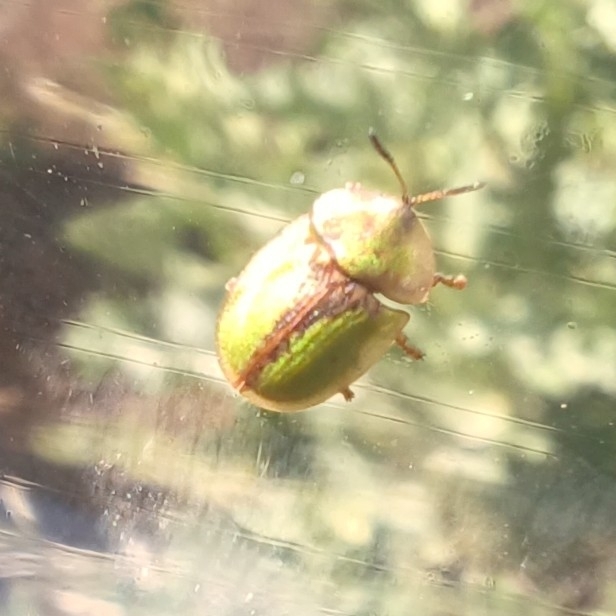 Cassida bergeali