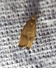 Psilocorsis cryptolechiella
