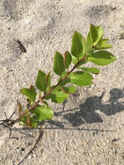 Prunus maritima maritima