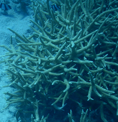 Acropora muricata