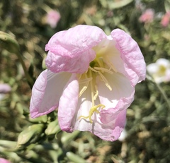 Oenothera deltoides