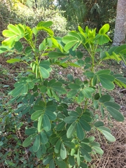 Senna pendula glabrata