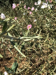 Oenothera deltoides