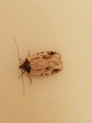 Agonopterix atrodorsella