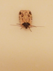 Agonopterix atrodorsella