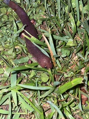 Pseudotriton montanus