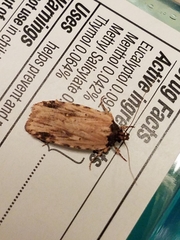 Agonopterix atrodorsella