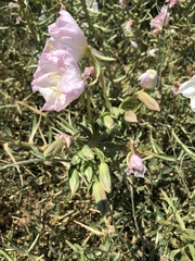 Oenothera deltoides