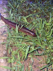 Pseudotriton montanus