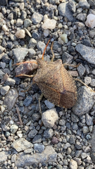 Euschistus conspersus