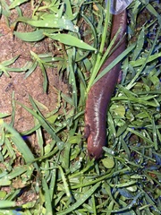 Pseudotriton montanus