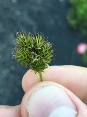 Carex microptera