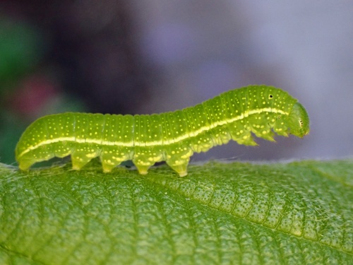 American Snout, photo 3 of 10