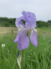 Iris pallida