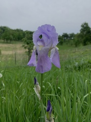 Iris pallida