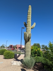 Carnegiea gigantea