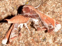 Eutelia pulcherrimus