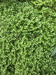 Selaginella uncinata