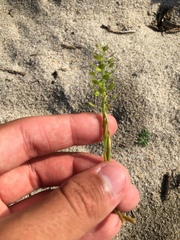 Lepidium virginicum virginicum