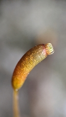 Hygroamblystegium