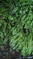 Hygroamblystegium