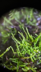 Hygroamblystegium