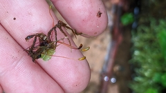 Hygroamblystegium