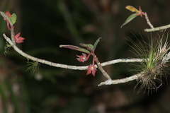 Columnea schiedeana