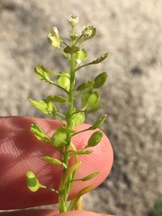 Lepidium virginicum virginicum