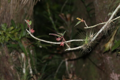 Columnea schiedeana