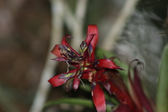 Tillandsia leiboldiana