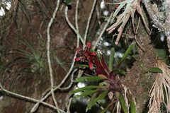 Tillandsia leiboldiana