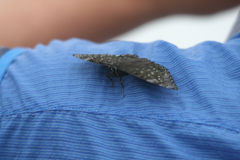 Dichorragia nesimachus