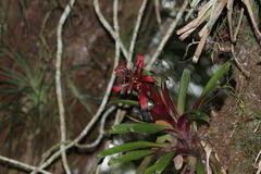 Tillandsia leiboldiana