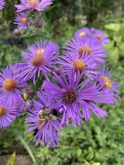 Bombus impatiens