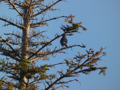 Cyanocitta cristata image