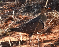 Pterocles bicinctus bicinctus