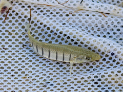 Fundulus similis