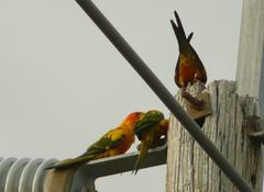 Aratinga solstitialis