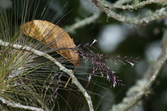 Tillandsia filifolia