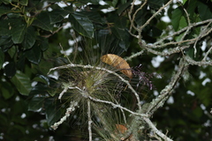 Tillandsia filifolia