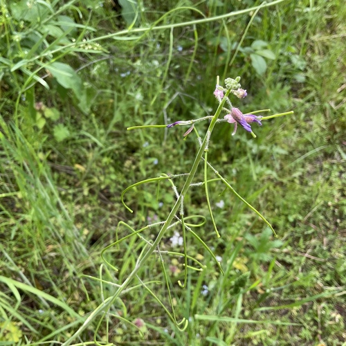 Image of Boechera pauciflora by no rights reserved