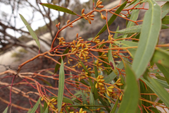 Eucalyptus oleosa oleosa