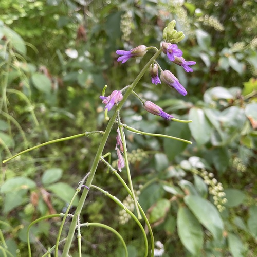 Image of Boechera pauciflora by no rights reserved