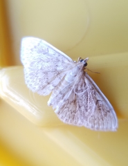 Anania quebecensis